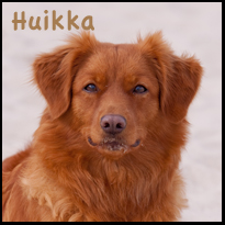 Huikka